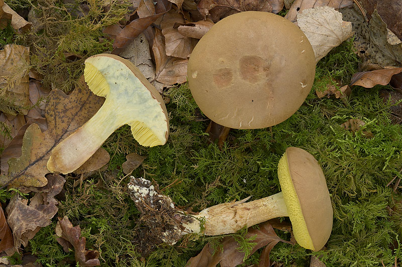 Xerocomus subtomentosus